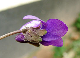 Viola odorata / Mrz-Veilchen / Violaceae / Veilchengewchse