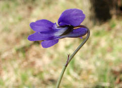 Viola reichenbachiana / Wald-Veilchen / Violaceae / Veilchengewchse