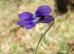 Viola reichenbachiana / Wald-Veilchen / Violaceae / Veilchengewchse