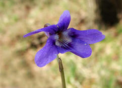 Viola reichenbachiana / Wald-Veilchen / Violaceae / Veilchengewchse