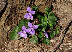 Viola reichenbachiana / Wald-Veilchen / Violaceae / Veilchengewchse