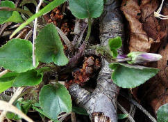 Viola reichenbachiana / Wald-Veilchen / Violaceae / Veilchengewchse