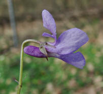 Viola reichenbachiana / Wald-Veilchen / Violaceae / Veilchengewchse