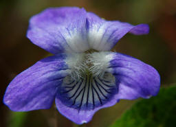 Viola riviniana / Hain-Veilchen / Violaceae / Veilchengewchse