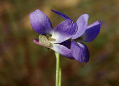 Viola x scabra / Raues Veilchen / Violaceae / Veilchengewchse