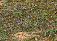 Viola x scabra / Raues Veilchen / Violaceae / Veilchengewchse
