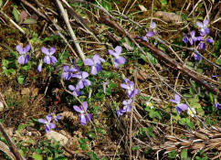 Viola x scabra / Raues Veilchen / Violaceae / Veilchengewchse