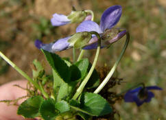 Viola x scabra / Raues Veilchen / Violaceae / Veilchengewchse