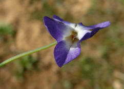 Viola x scabra / Raues Veilchen / Violaceae / Veilchengewchse