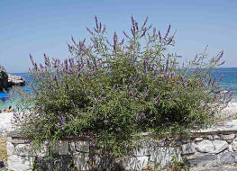 Vitex agnus-castus / Mnchspfeffer / Lamiaceae / Lippenbltengewchse