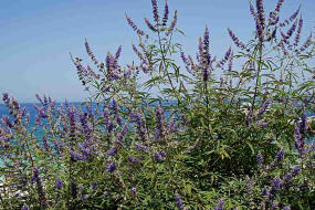 Vitex agnus-castus / Mnchspfeffer / Lamiaceae / Lippenbltengewchse