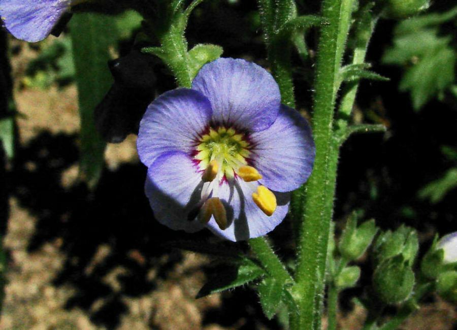 Polemonium caeruleum / Blaue Himmelsleiter / Polemoniaceae / Himmelsleitergewächse