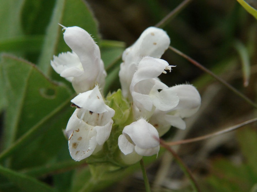 Prunella laciniata / Weiße Braunelle / Lamiaceae / Lippenblütengewächse