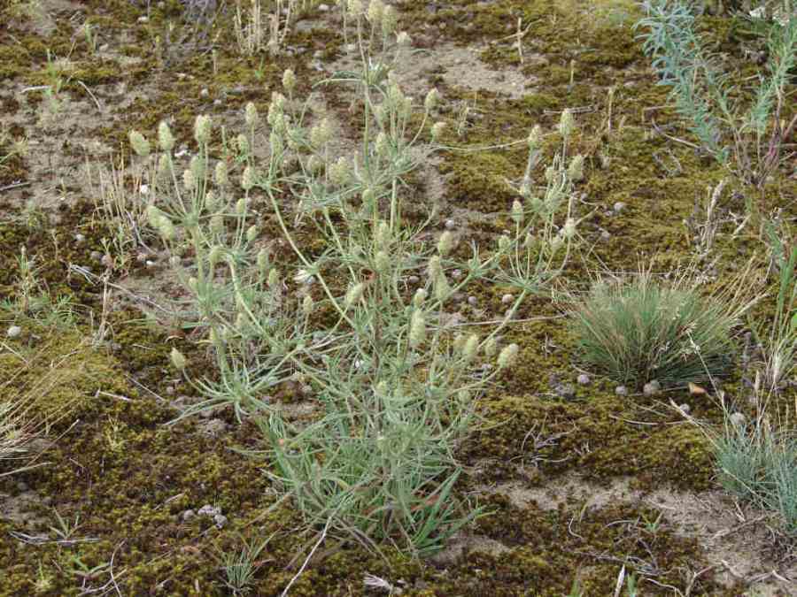Psylium arenarium / Sand-Flohsame / Sand-Wegerich /  Plantaginaceae / Wegerichgewächse / Eingebürgerter Neophyt aus Osteuropa