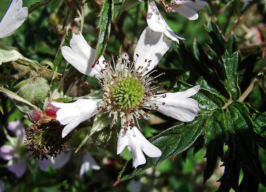 Rubus laciniatus / Schlitzblättrige Brombeere / Rosaceae / Rosengewächse