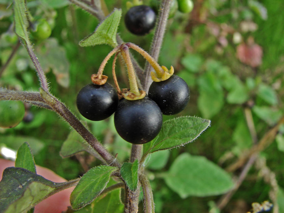 Solanum nigrum / Schwarzer Nachtschatten / Solanaceae / Nachtschattengewächse