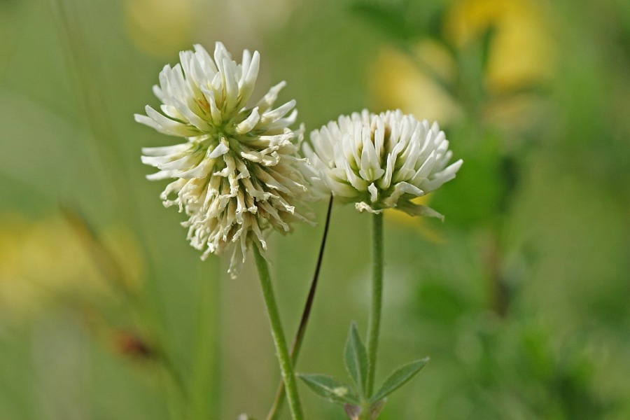 Trifolium montanum / Berg-Klee / Fabaceae / Schmetterlingsblütengewächse