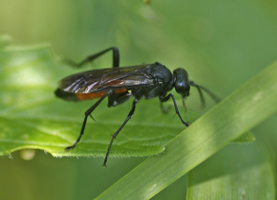 Macrophya annulata / "Blattwespe" / Echte Blattwespen - Tenthredinidae / Pflanzenwespen - Symphyta / Ordnung: Hautflügler - Hymenoptera