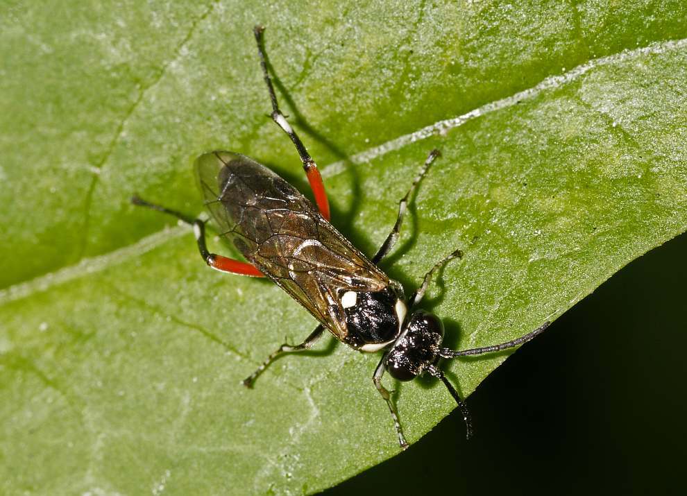 Macrophya punctumalbum / Liguster-Blattwespe / Echte Blattwespen - Tenthredinidae / Pflanzenwespen - Symphyta / Ordnung: Hautflügler - Hymenoptera