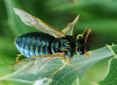Abia nitens / Keulhornblattwespe / Keulhornblattwespen - Cimbicidae / Pflanzenwespen - Symphyta / Ordnung: Hautflügler - Hymenoptera
