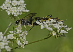 Macrophya montana / Blattwespe / Pflanzenwespen - Symphyta - Echte Blattwespen - Tenthredinidae (Paarung, links Männchen, rechts Weibchen)