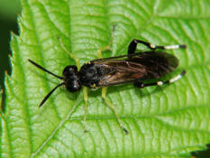Macrophya montana / Blattwespe / Pflanzenwespen - Symphyta - Echte Blattwespen - Tenthredinidae (Männchen)