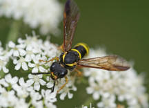 Tenthredo vespa / "Gelbschwarze Blattwespe" / Pflanzenwespen - Symphyta - Echte Blattwespen - Tenthredinidae