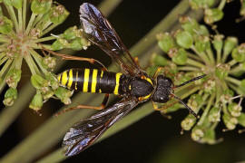 Tenthredo vespa / "Gelbschwarze Blattwespe" / Pflanzenwespen - Symphyta - Echte Blattwespen - Tenthredinidae