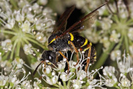 Tenthredo vespa / "Gelbschwarze Blattwespe" / Pflanzenwespen - Symphyta - Echte Blattwespen - Tenthredinidae