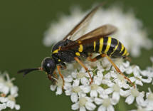 Tenthredo vespa / "Gelbschwarze Blattwespe" / Pflanzenwespen - Symphyta - Echte Blattwespen - Tenthredinidae