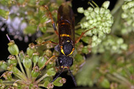 Tenthredo vespa / "Gelbschwarze Blattwespe" / Pflanzenwespen - Symphyta - Echte Blattwespen - Tenthredinidae