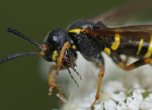 Tenthredo vespa / "Gelbschwarze Blattwespe" / Pflanzenwespen - Symphyta - Echte Blattwespen - Tenthredinidae