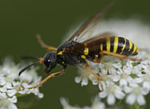 Tenthredo vespa / "Gelbschwarze Blattwespe" / Pflanzenwespen - Symphyta - Echte Blattwespen - Tenthredinidae