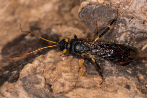 Urocerus gigas / Riesenholzwespe / Holzwespen - Siricidae / Holzwespenartige - Siricoidea / Pflanzenwespen - Symphyta