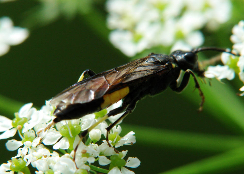 Tenthredo trabeata / Blattwespe /  Echte Blattwespen - Tenthredinidae / Pflanzenwespen - Symphyta / Ordnung: Hautflügler - Hymenoptera