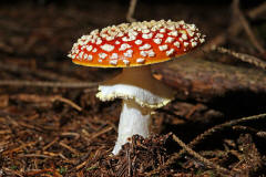 Amanita muscaria / Fliegenpilz / Amanitaceae / Wulstlingsverwandte