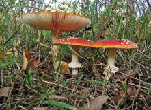 Amanita muscaria / Fliegenpilz / Amanitaceae / Wulstlingsverwandte