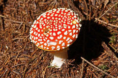 Amanita muscaria / Fliegenpilz / Amanitaceae / Wulstlingsverwandte