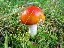 Amanita muscaria / Fliegenpilz / Amanitaceae / Wulstlingsverwandte