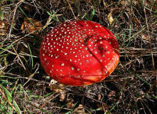 Amanita muscaria / Fliegenpilz / Amanitaceae / Wulstlingsverwandte