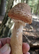 Armillaria solidipes / Dunkler Hallimasch (syn. Armillaria ostoyae)  / Physalacriaceae / Rindenschwammartige