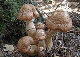 Armillaria solidipes / Dunkler Hallimasch (syn. Armillaria ostoyae)  / Physalacriaceae / Rindenschwammartige