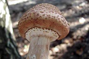 Armillaria solidipes / Dunkler Hallimasch (syn. Armillaria ostoyae)  / Physalacriaceae / Rindenschwammartige