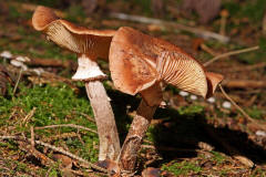 Armillaria solidipes / Dunkler Hallimasch (syn. Armillaria ostoyae)  / Physalacriaceae / Rindenschwammartige