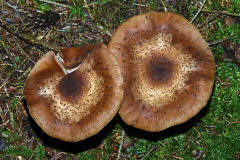 Armillaria solidipes / Dunkler Hallimasch (syn. Armillaria ostoyae)  / Physalacriaceae / Rindenschwammartige