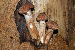 Armillaria solidipes / Dunkler Hallimasch (syn. Armillaria ostoyae)  / Physalacriaceae / Rindenschwammartige