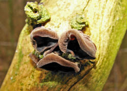 Auricularia auricula-judae / Judasohr / Mu Err / Auriculariaceae / Ohrlappenpilzverwandte