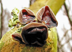 Auricularia auricula-judae / Judasohr / Mu Err / Auriculariaceae / Ohrlappenpilzverwandte