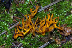 Calocera viscosa / Klebriger Hrnling / Dacrymycetaceae / Gallerttrnenverwandte