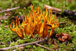 Calocera viscosa / Klebriger Hrnling / Dacrymycetaceae / Gallerttrnenverwandte